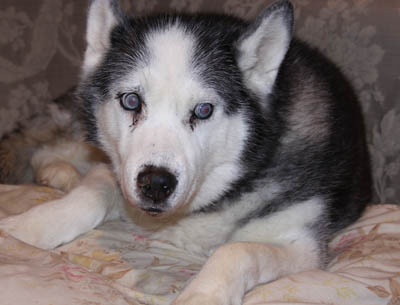 Halo. Senior Husky Has Been Adopted