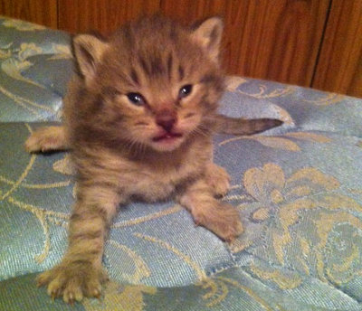 Kitten Inch. 