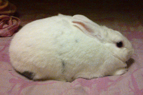 Juliet. A white rabbit for adoption