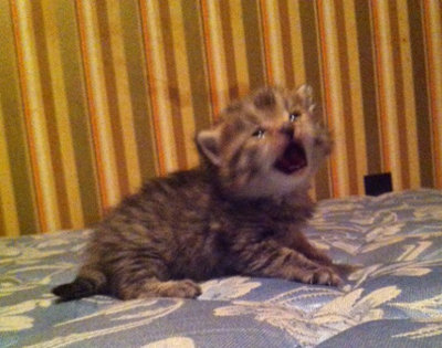 Kitten named Missy.