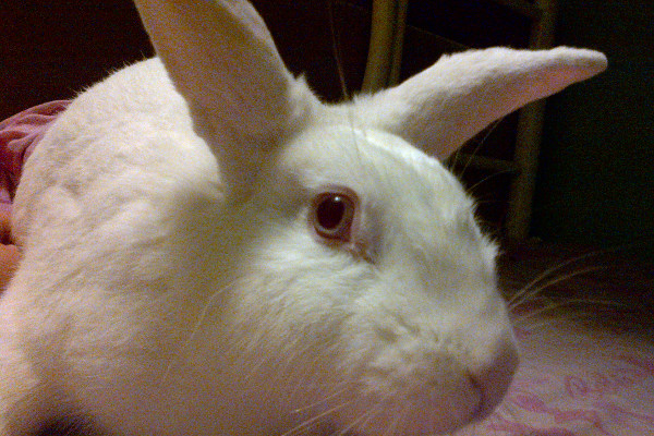 Romeo. White rabbit for adoption