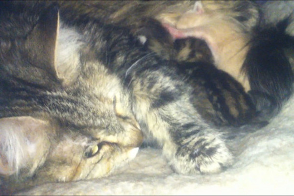 Rouge with her kittens