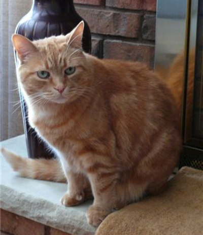 Boo. An adoptable orange cat