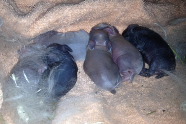 Two day old baby rabbits. Soon available for adoption.