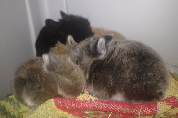 Baby Rabbits For Adoption.
