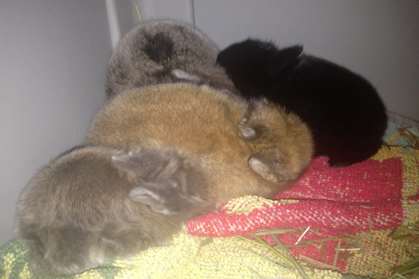 Rabbits for adoption