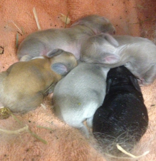 Baby Rabbits at 5 days old