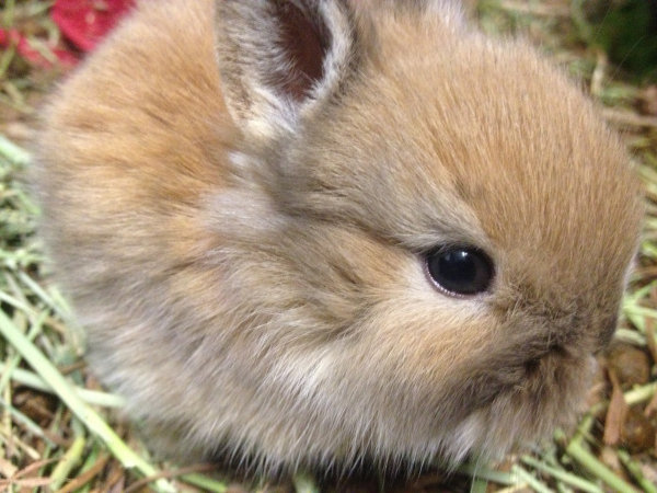 20 day old rabbit