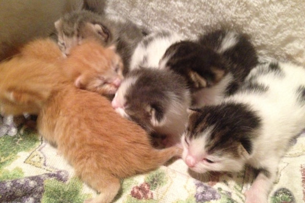 Shiloh's kittens for adoption
