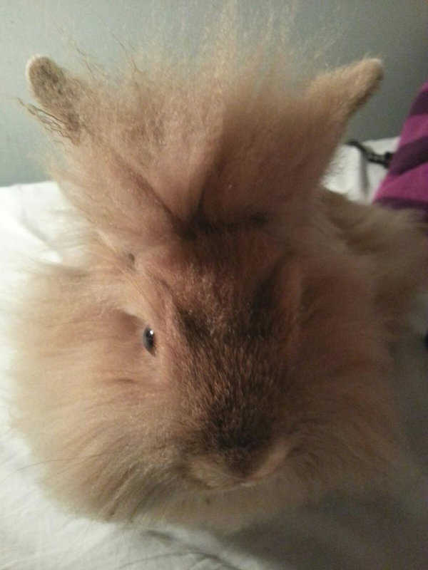 Leo. Lionhead Rabbit For Adoption