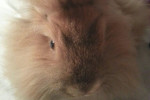 Leo. Lionhead Rabbit Finds Forever Home 