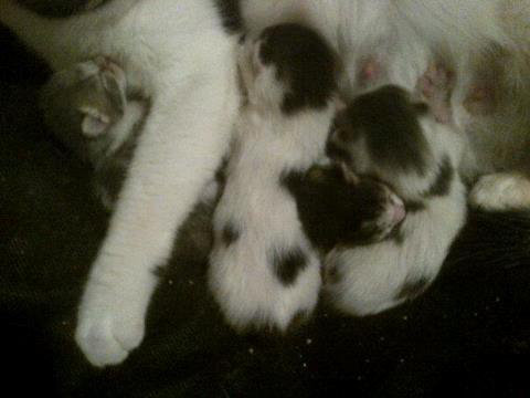 Kittens for adoption, Oshawa