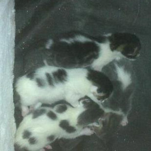 Newborn kittens