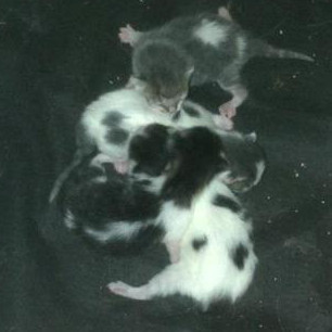 Shiloh's newborn kittens