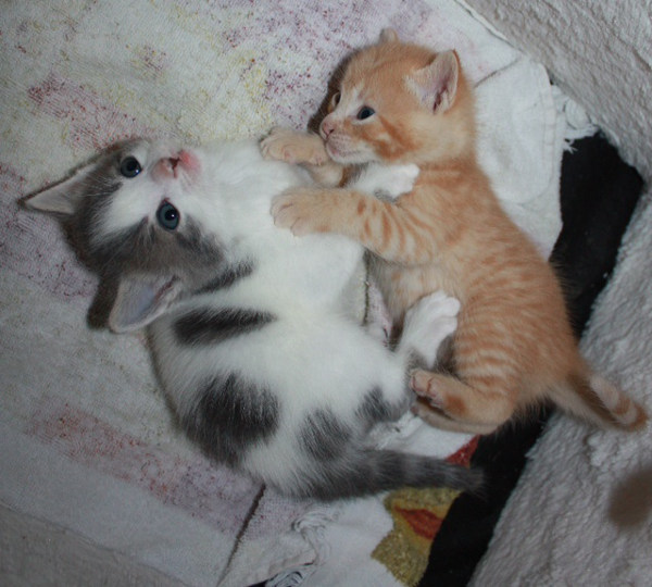 Kittens playing. Amy and Leo