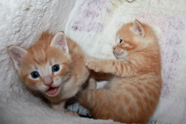 Kittens at play. Aries and Leo