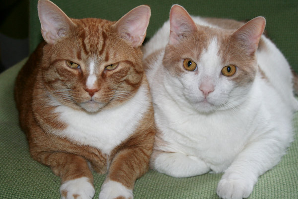 Adoptable cats Joey and Monty