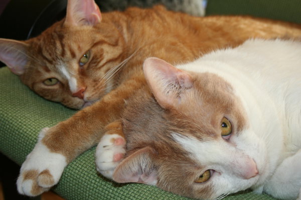 Joey and Monty - Cats for adoption