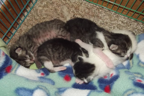 Four adoptable kittens. Oshawa Ontario. oasisanimalrescue.ca