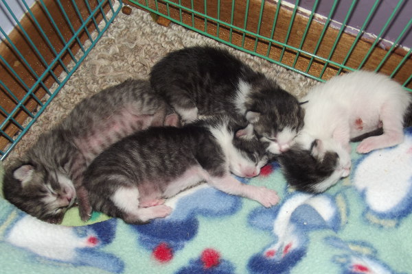 Four kittens for adoption. 