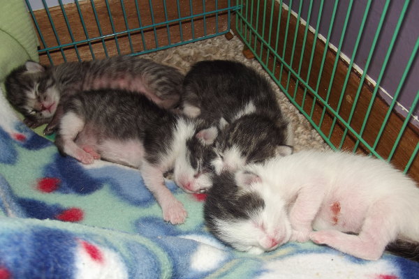 Four newborn rescue kittens for adoption.