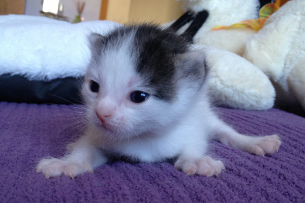 Kitten named Latte for adoption