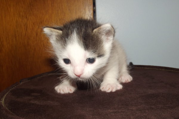 Latte. Kitten for adoption.