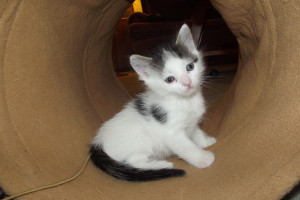 One of Sapphire's Kittens