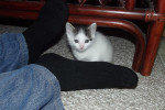 Kitten named Latte.