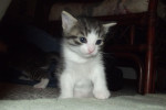 Kitten named Leela