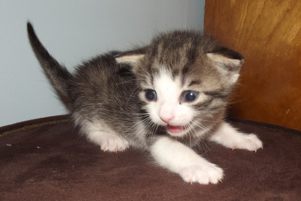 A kitten named Leela for adoption at Oasis Animal Rescue, Oshawa, On