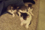 Kittens. Oasis Animal Rescue