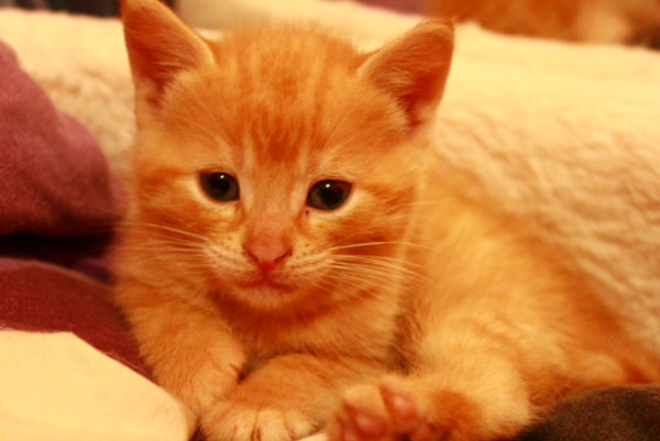 Kitten named Leo
