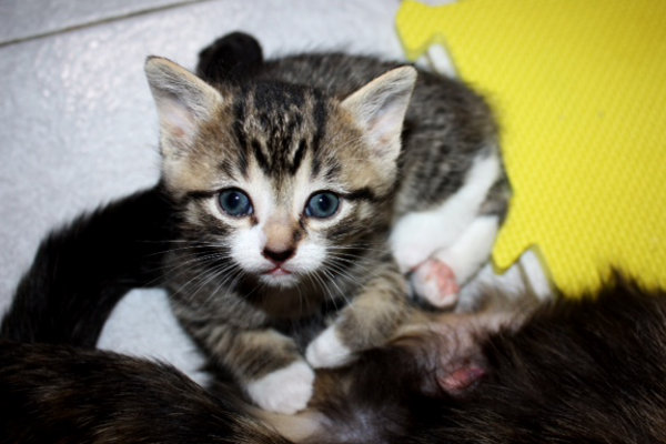 Mimi's Kitten named Mignonette