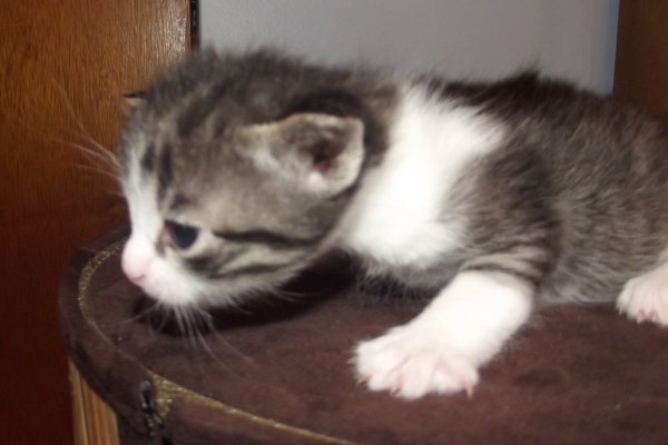 Adoptable kitten Miko at Oasis Animal Rescue, Oshawa, On.