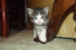 Kittens. Oasis Animal Rescue