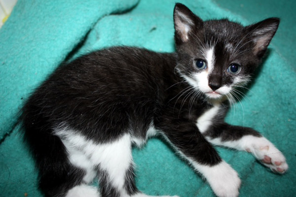 Millie, one of Mimi's kittens