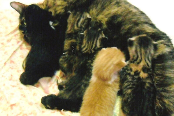 Kittens for adoption. Oasis Animal Rescue