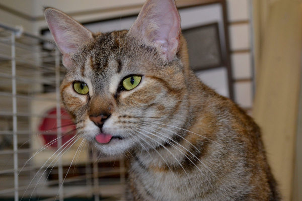 Nala is a cat for adoption at oasis animal rescue