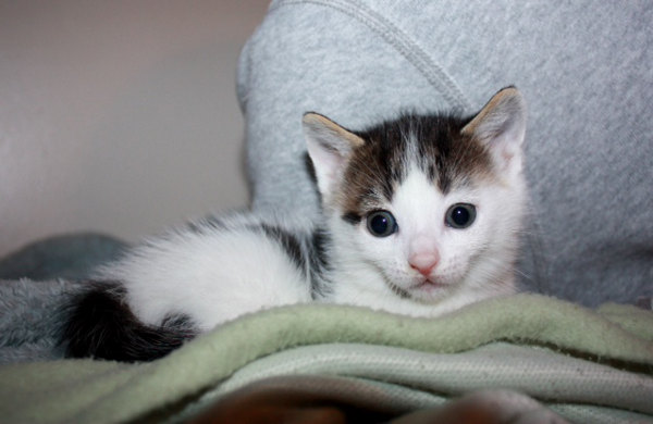 Penny. a rescue kitten