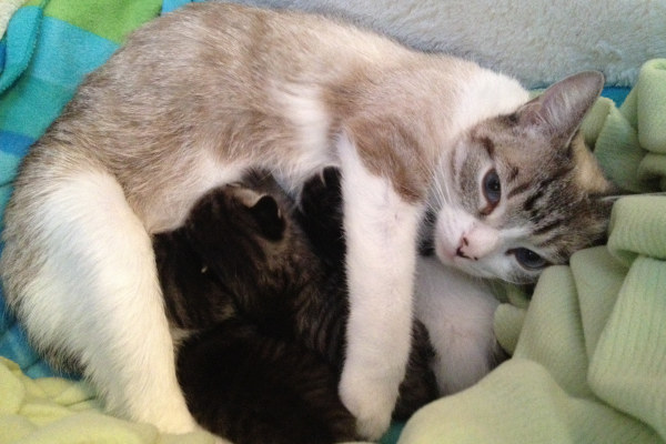 Cat Sapphire feeding kittens. For adoption.