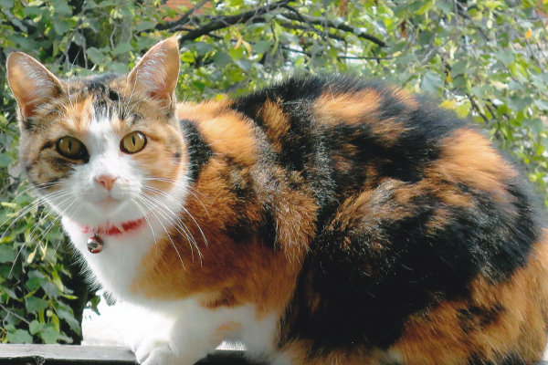 Calico (Callie) is an adoptable cat at oasis animal rescue