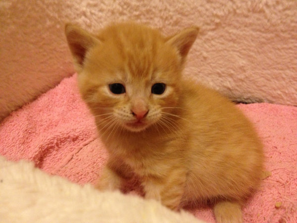 Kitten named Leo with funny look on his face