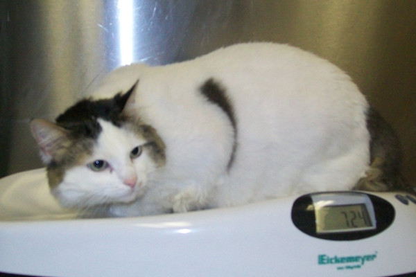 Lucky, a cat for adoption after owner confined to hospital