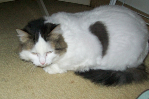 Lucky, a cat for adoption after owner hospitalized.