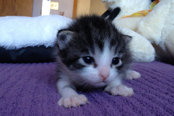 Kitten named Miko for adoption