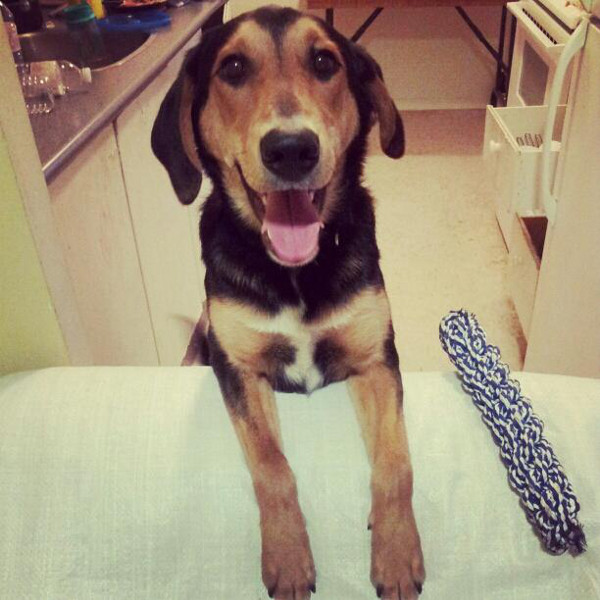 Adopt dog Roscoe. Oasis Animal Rescue