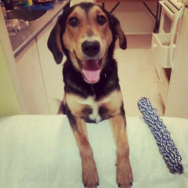Shepherd mix for adoption sales