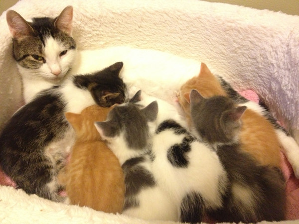 Mother cat Shiloh with six kittens feeding