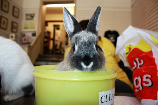Rabbit named Bailey for Adoption